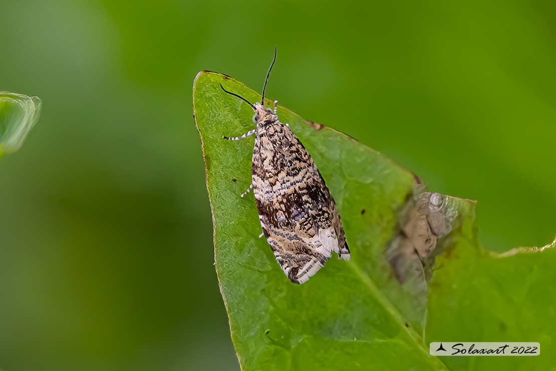 Noctuidae: Deltote?  No, Tortricidae: Syricoris lacunana