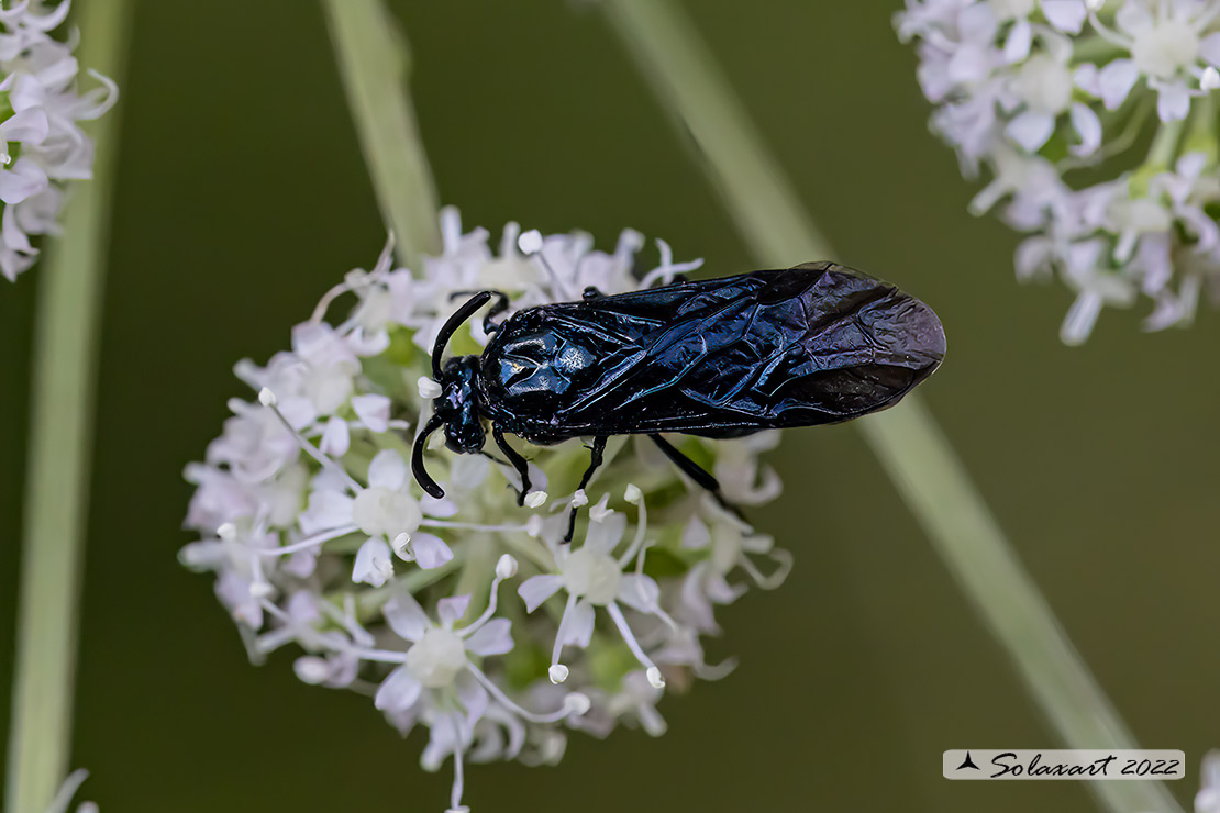 Argidae; Arge berberidis  (??)