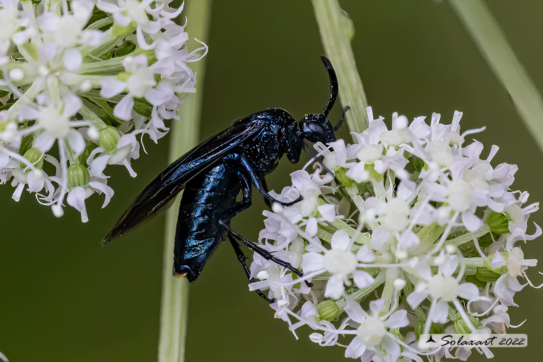 Argidae; Arge berberidis  (??)