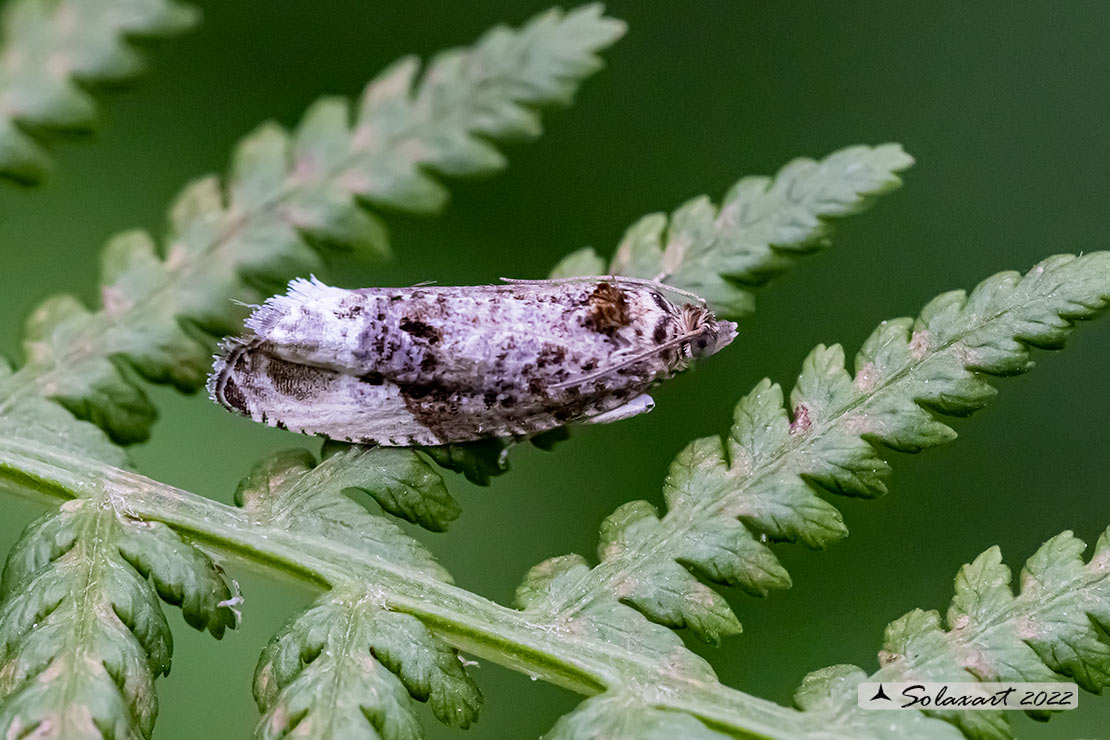 Tortricidae -  Apotomis capreana?  No, Hedya nubiferana