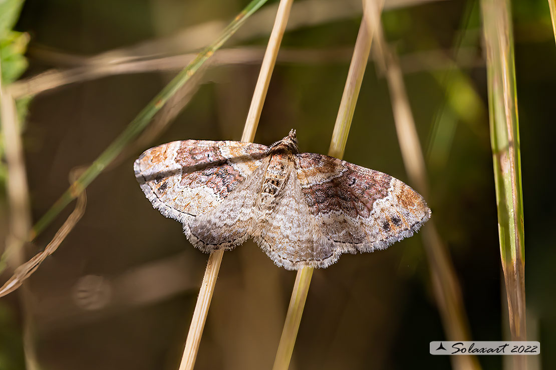 Epirrhoe alternata?  No, Xanthorhoe spadicearia