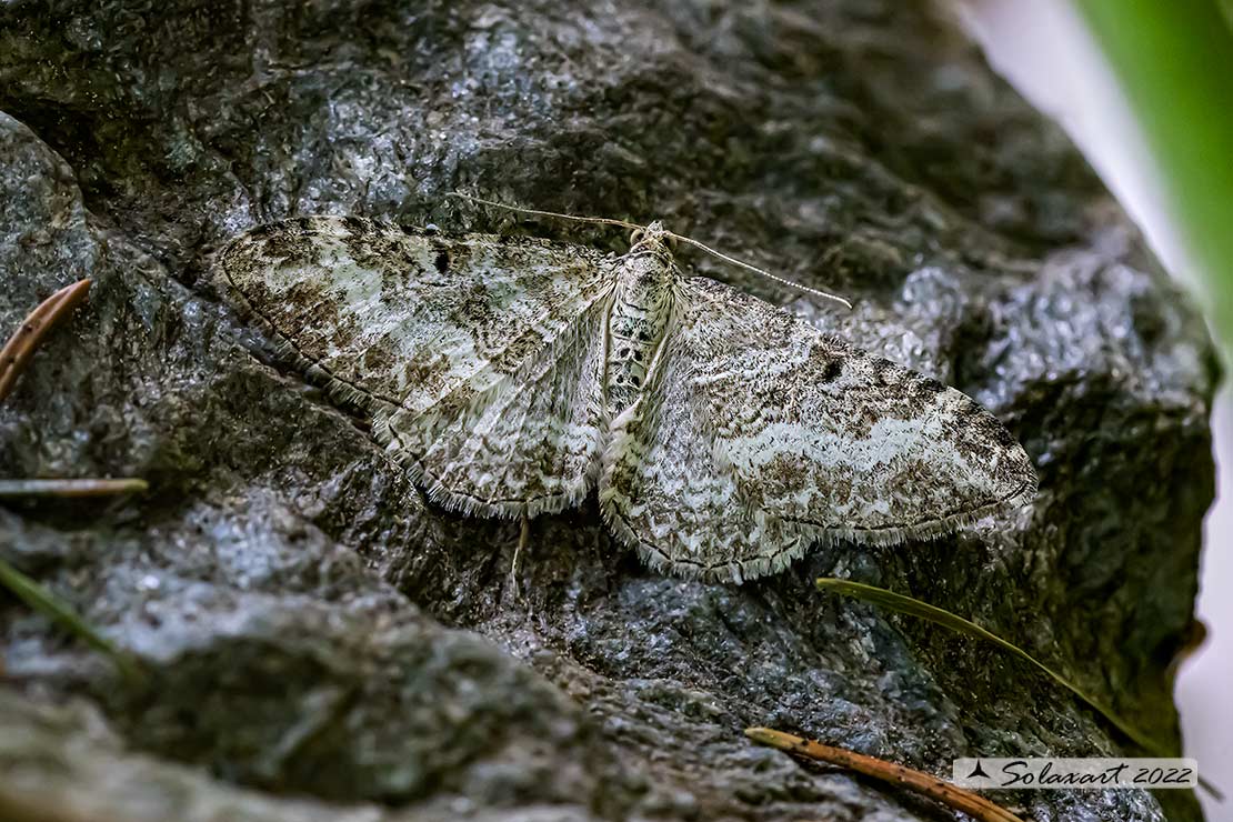 Geometridae -  Epirrhoe molluginata ?   S