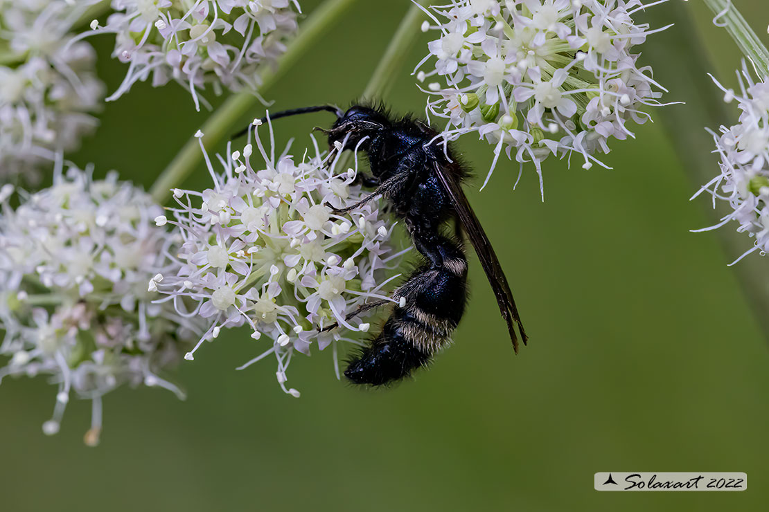 Scoliidae ?  No,  Mutillidae: Mutilla europea, maschio