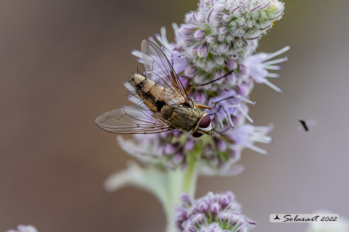 Tachinidae:   Prosena siberita ?   S