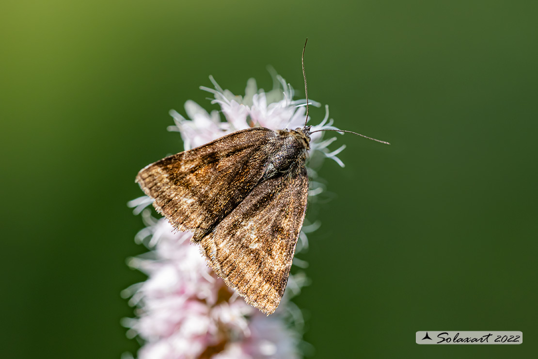 Euclidia_glyphica  (???)