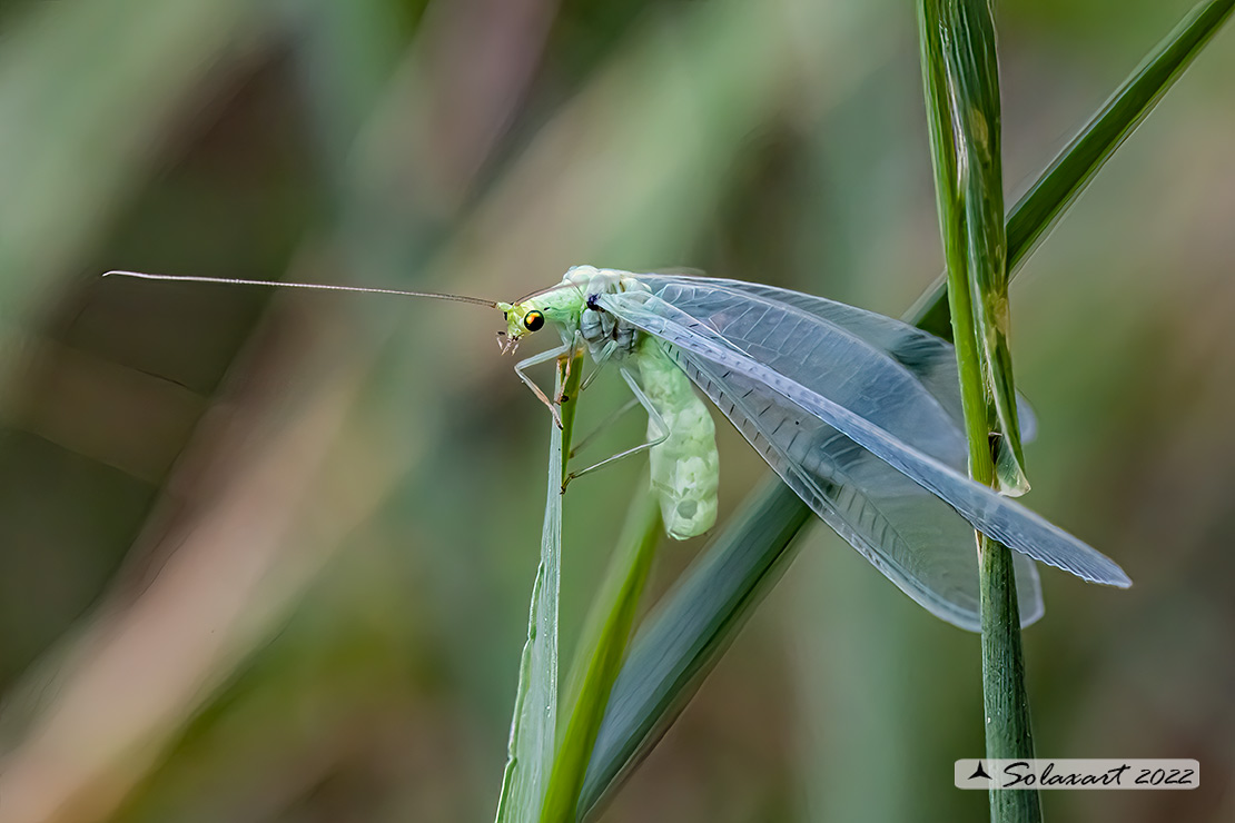 Chrysopidae  (???) Chrysoperla ...