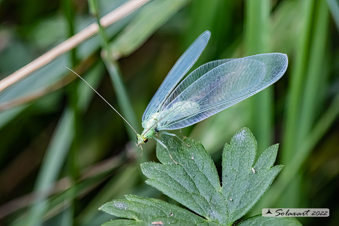 Chrysopidae  (???) Chrysoperla ...