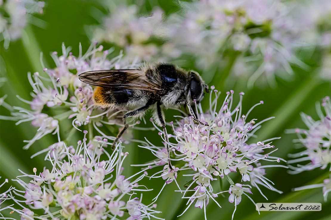 Syrphidae:  Cheilosia illustrata ?  S, femmina