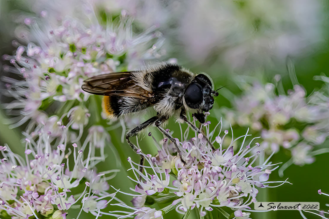 Syrphidae:  Cheilosia illustrata ?  S, femmina