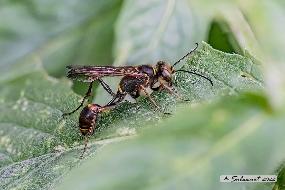 Sphecidae: Sceliphron curvatum ? S.