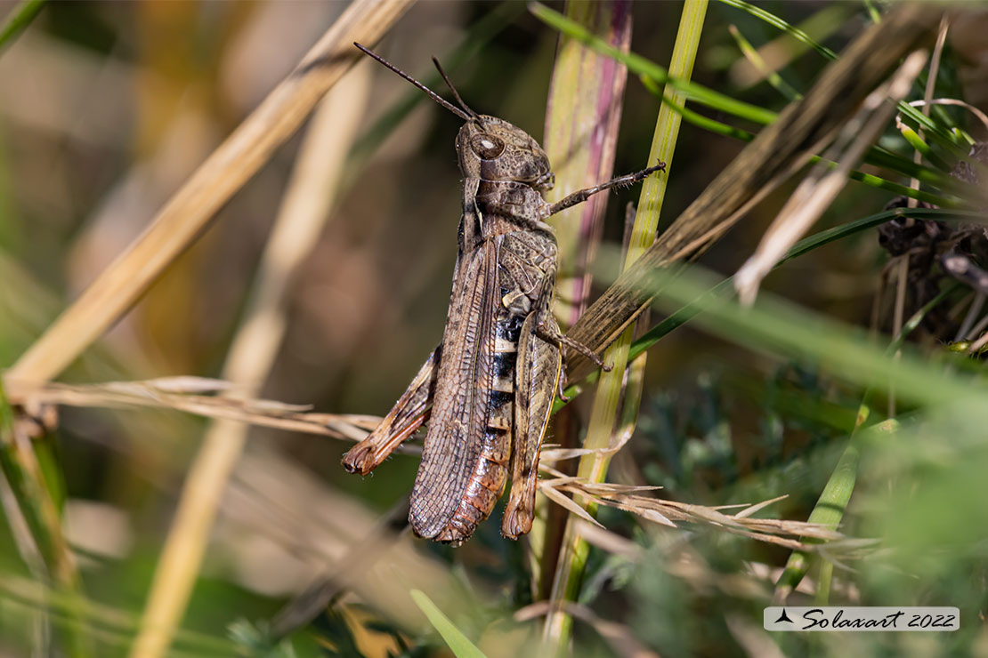 Chorthippus mollis (???)