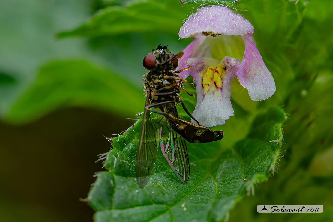 Platycheirus obscurus (???)