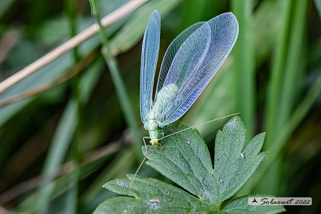 Chrysopidae - Pseudomallada  (???)