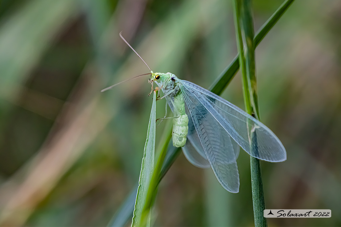 Chrysopidae - Pseudomallada  (???)