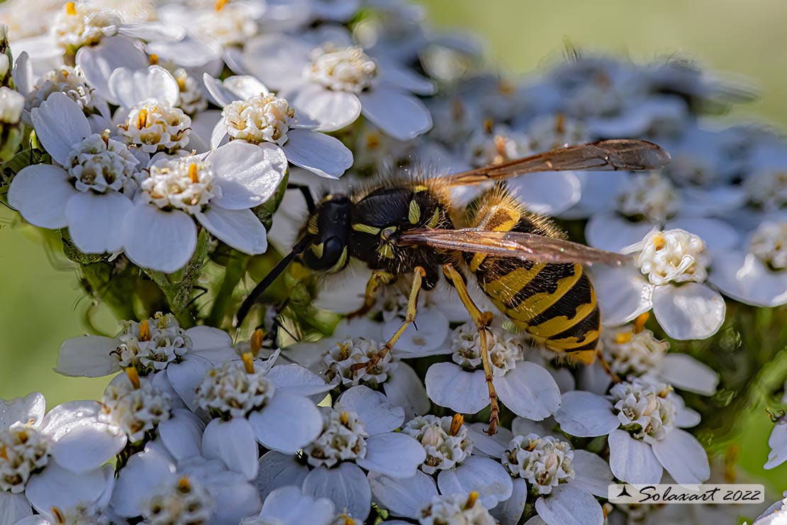 Dolichovespula  (???) No. Vespula vulgaris