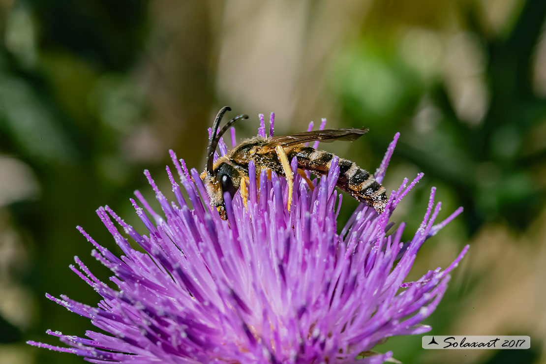 Halictus - probabilmente maschio di scabiosae  (??)