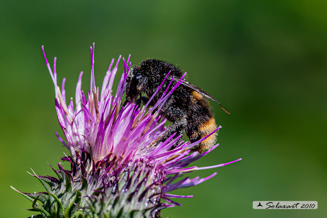 Bombus ??   (rupestris  ??)