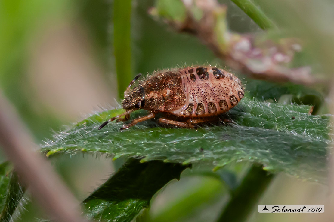 Dolycoris baccarum  (nymph 1° stadio)  (??? )
