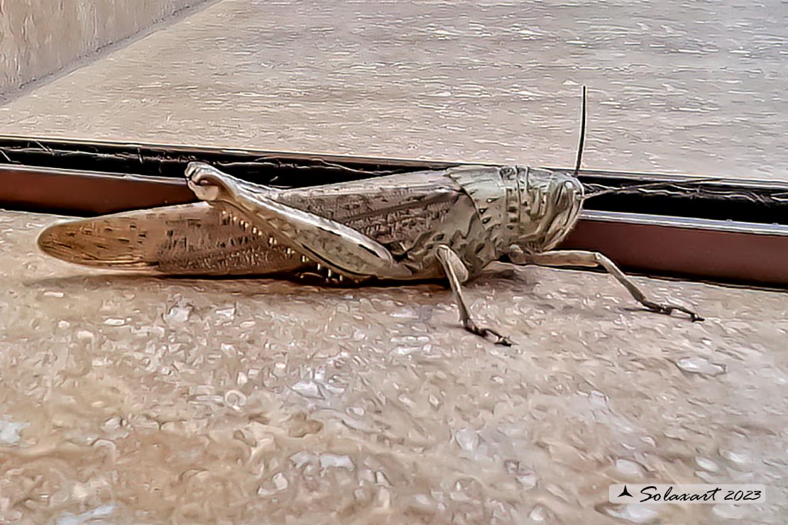 Locusta migratoria (??)