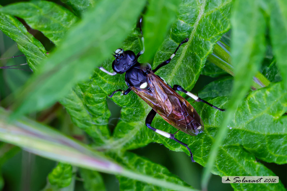 Tenthredinidae sp.: Macrophya duodecimpunctata