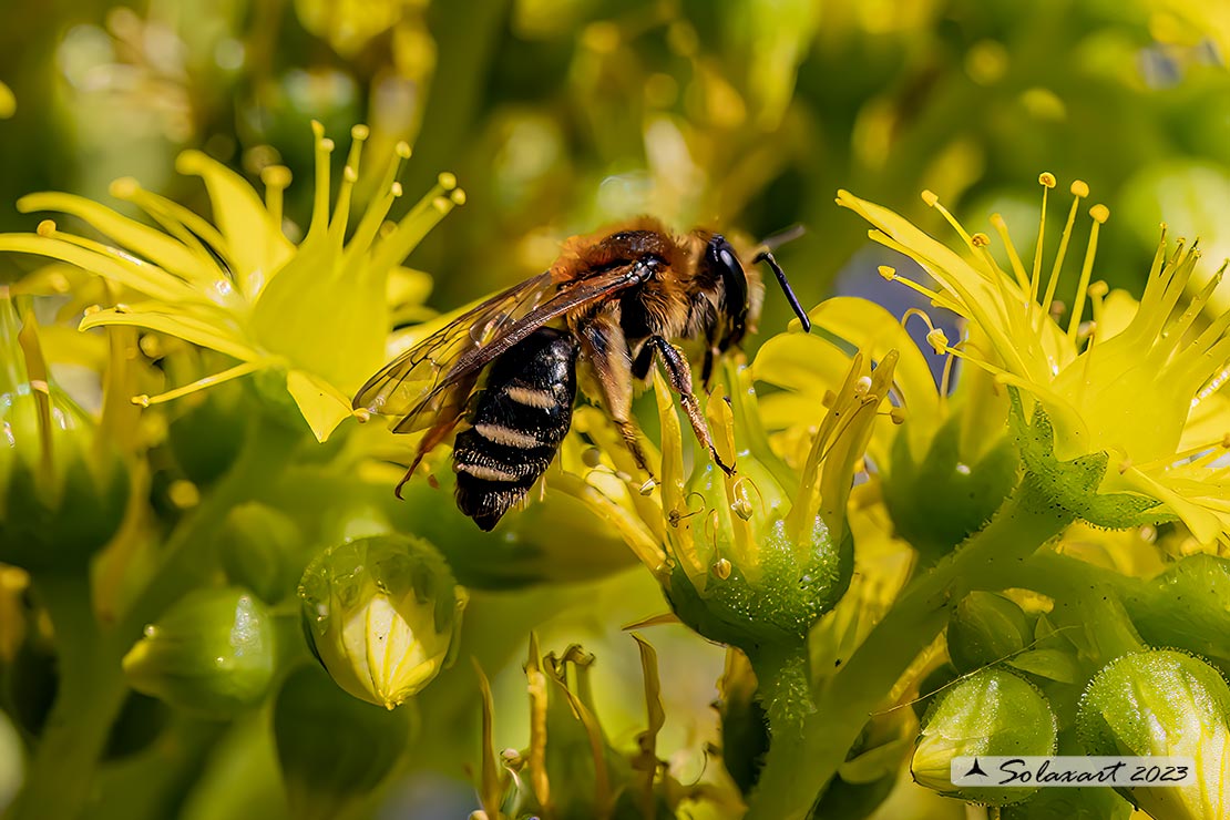 Apidae Andreninae: Andrena sabulosa? No, cfr. Andrena (Taenandrena) sp.