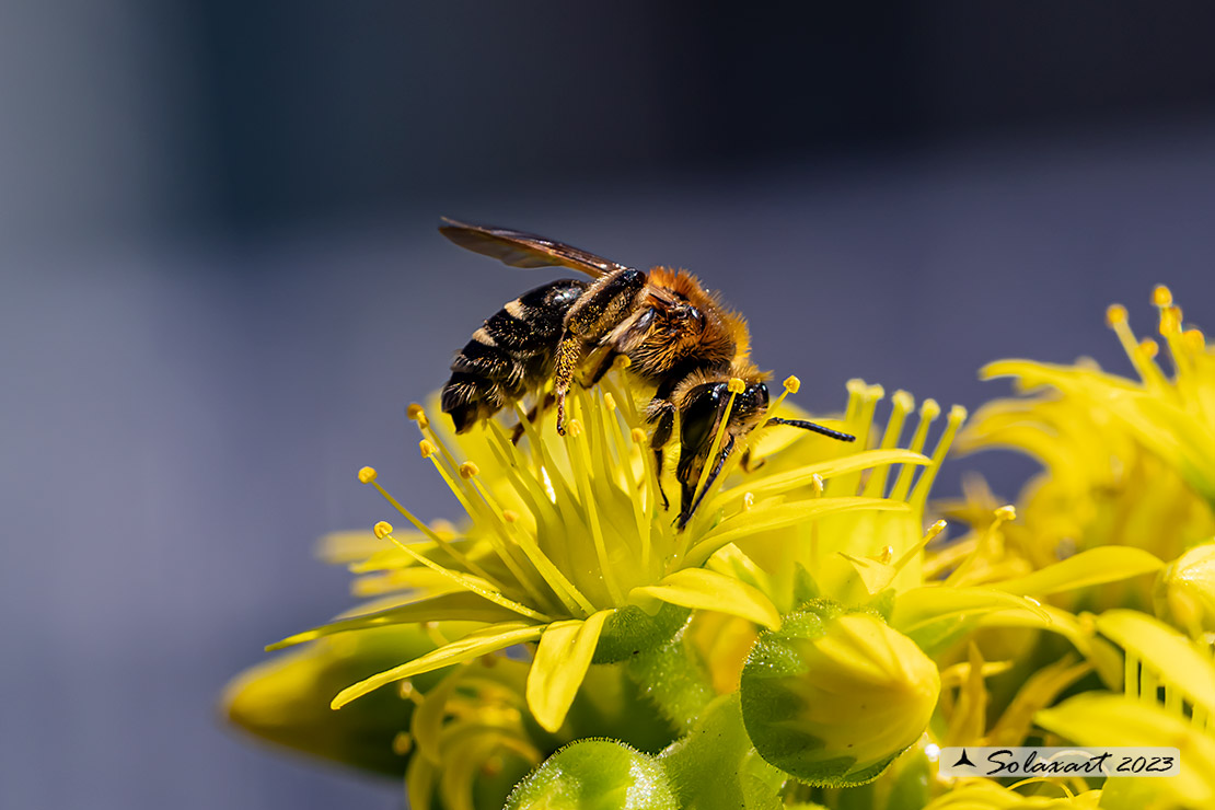 Apidae Andreninae: Andrena sabulosa? No, cfr. Andrena (Taenandrena) sp.