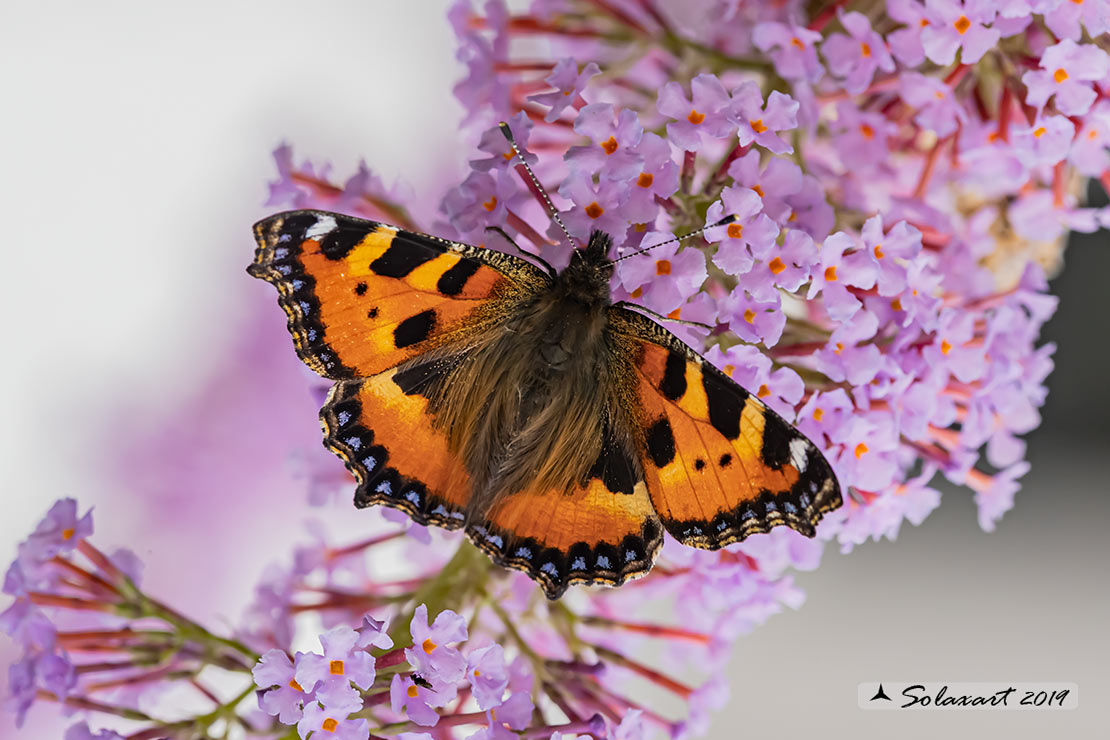 Nymphalis polychloros o Aglais urticae  (????) - Aglais urticae