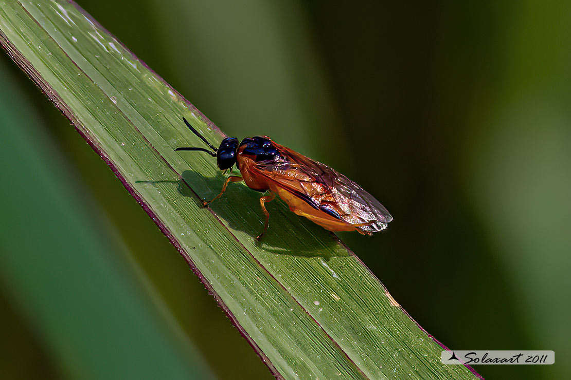 Cladius grandis? no, prob. Selandria serva