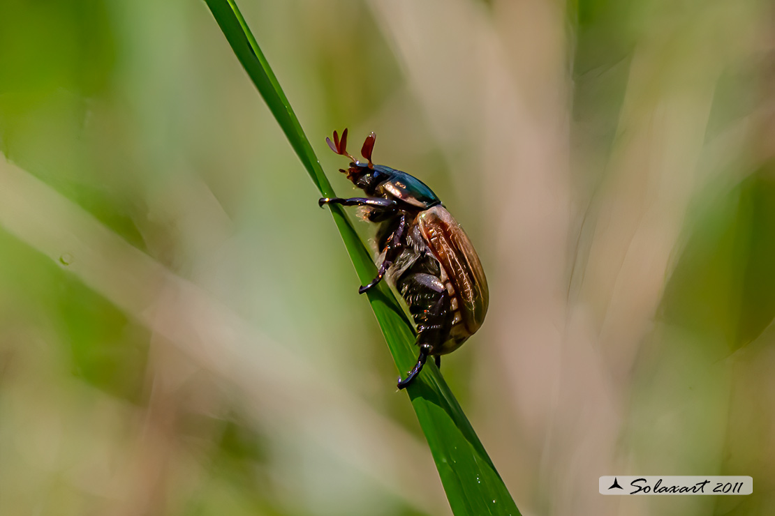 Rutelidae: Mimela iunii  ? S.