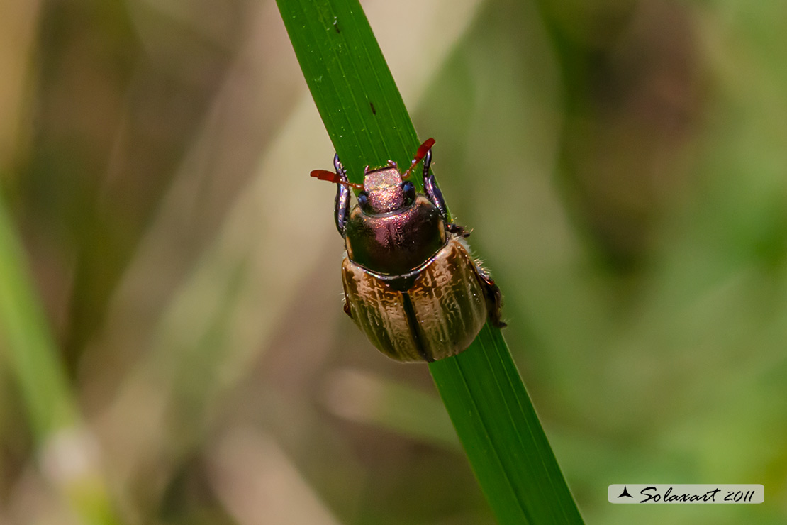 Rutelidae: Mimela iunii  ? S.