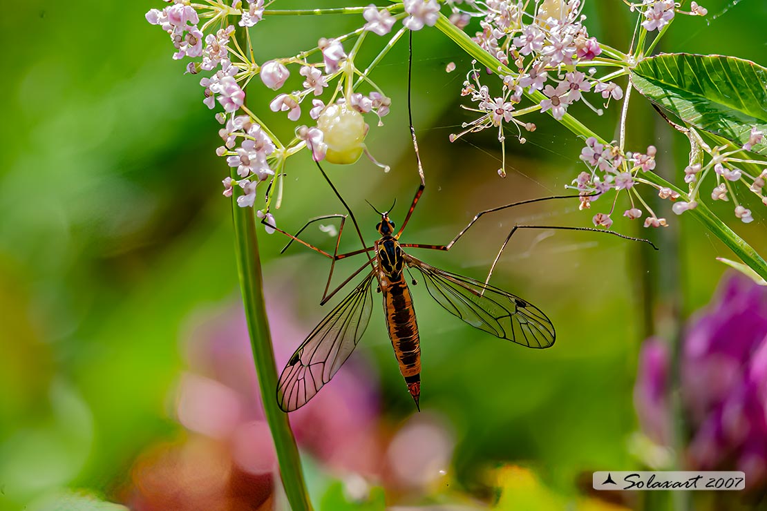 Tipula; Nephrotoma quadrifaria   (???)