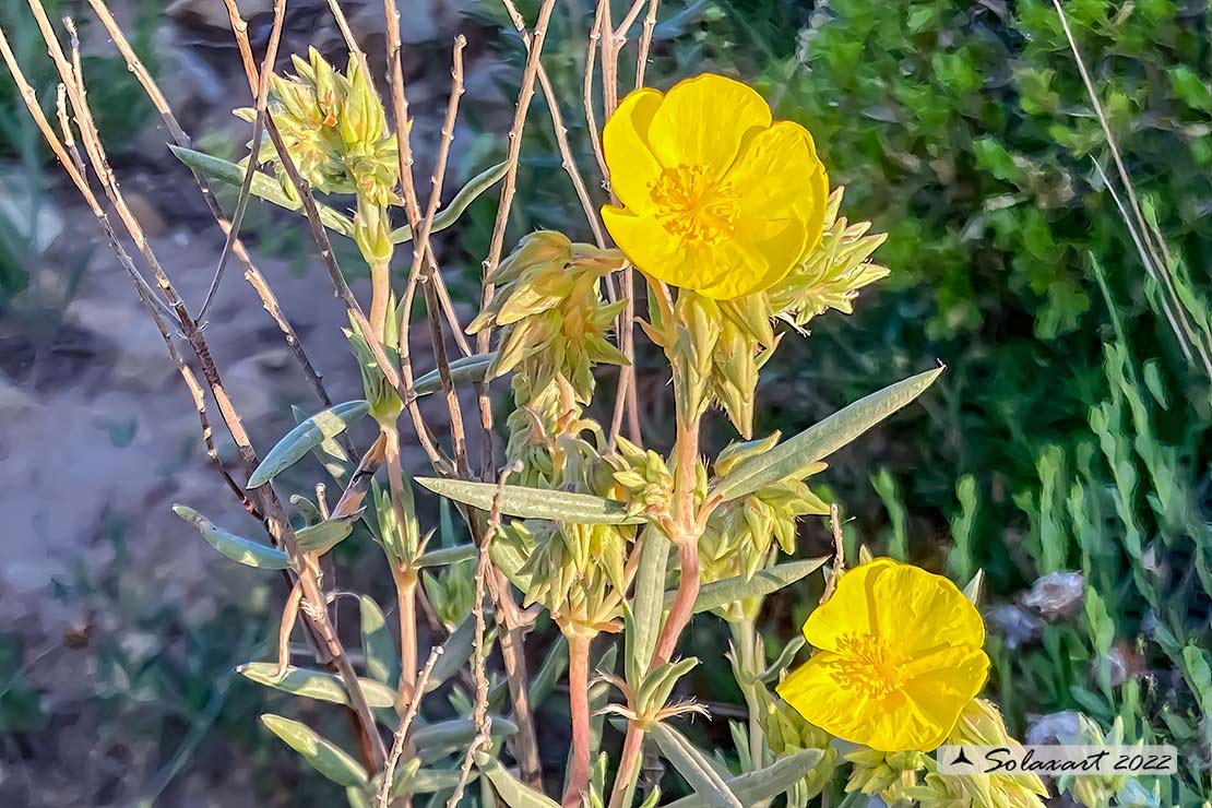 Cistaceae  (Helianthemum ??)