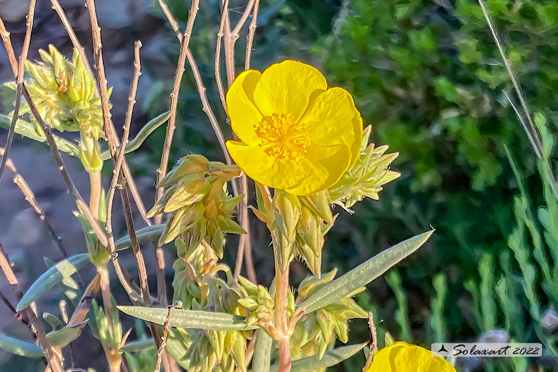 Cistaceae  (Helianthemum ??)