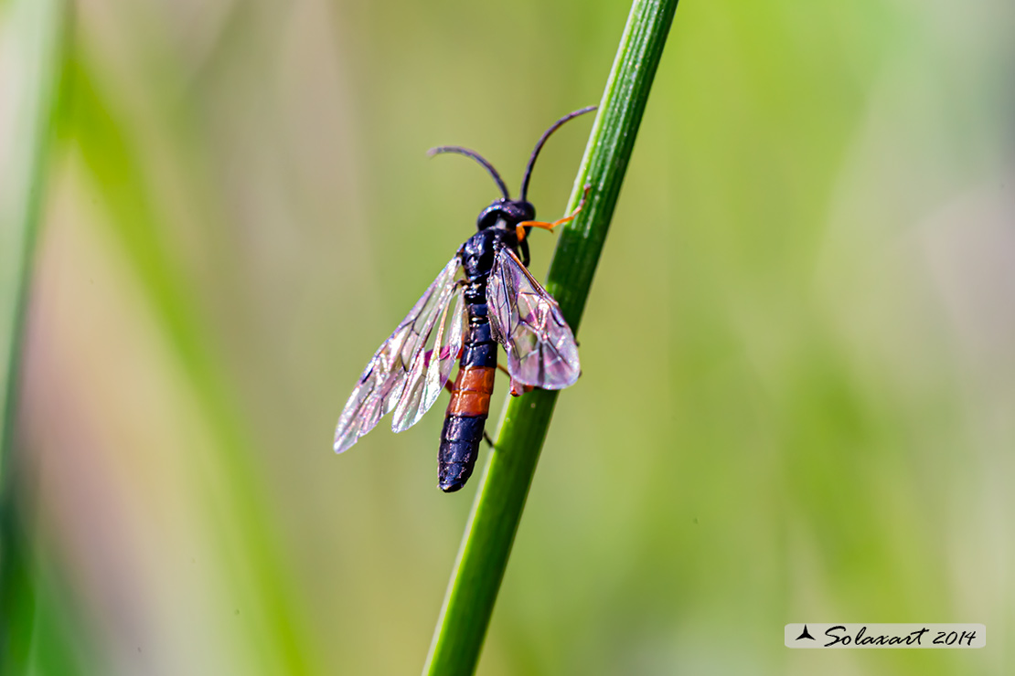 Macrophya (??)