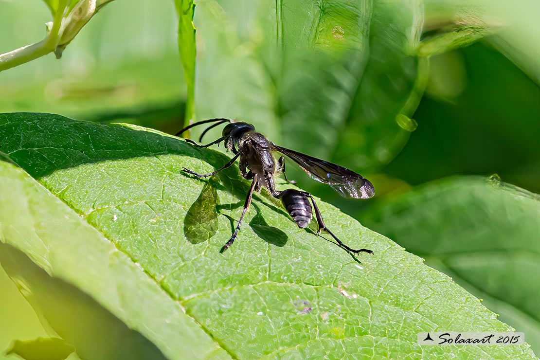 Sphecidae: Isodontia  ...  mexicana ? S.