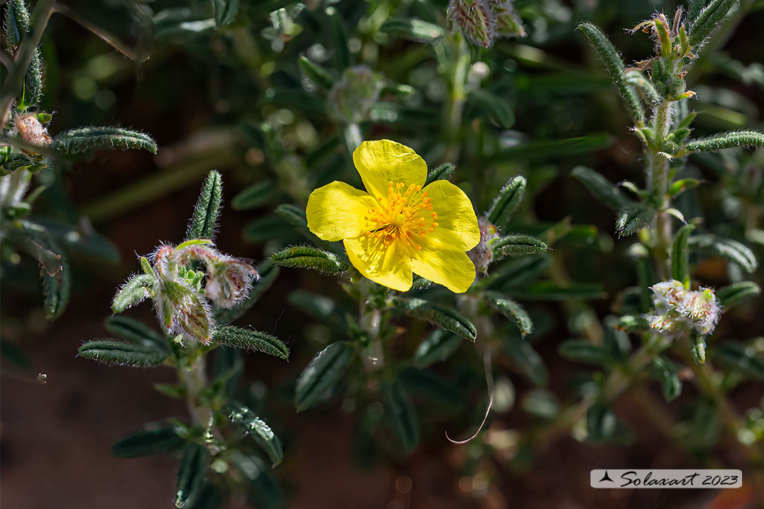 helianthemum  (???)   Spagna