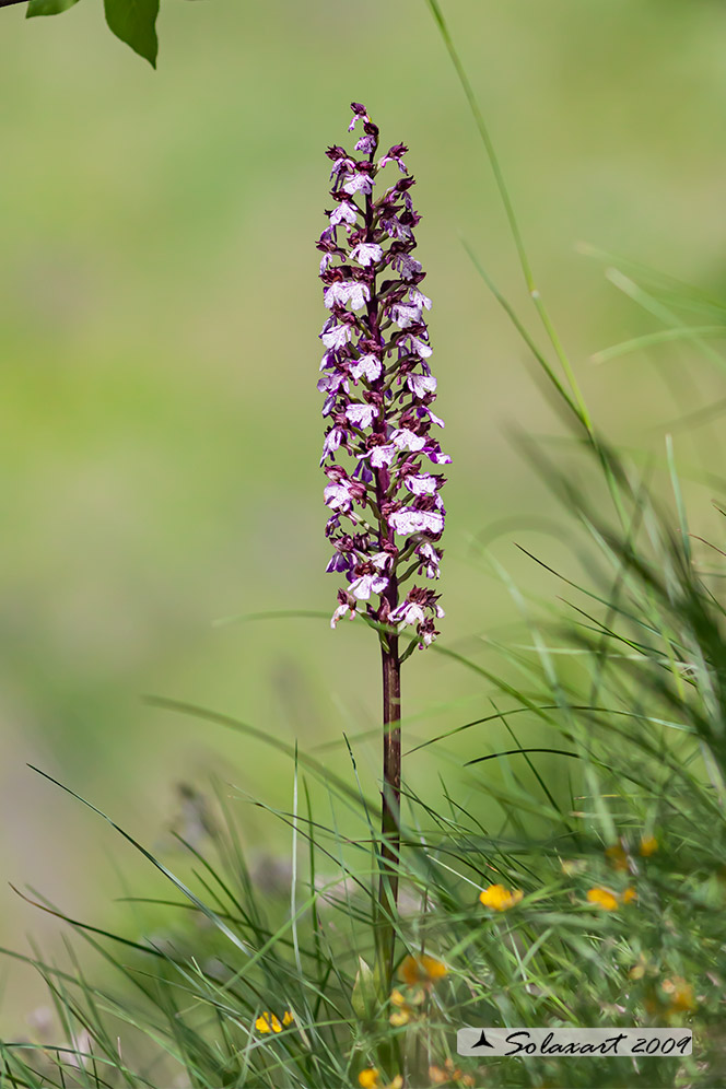 Orchis (purpurea??)