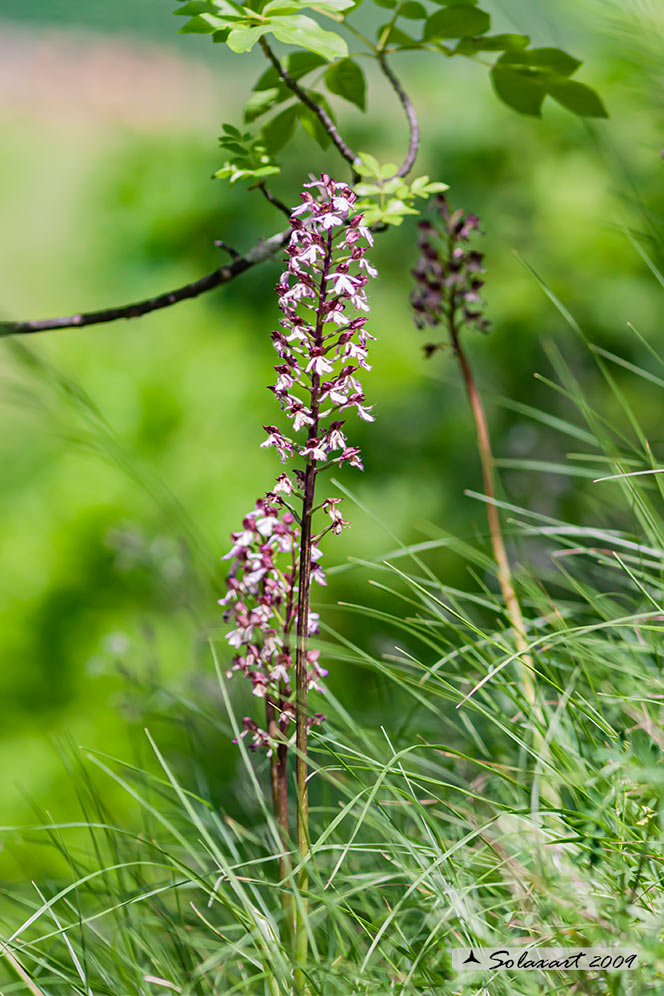 Orchis (purpurea??)