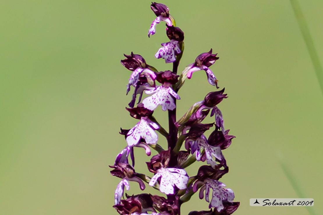 Orchis (purpurea??)