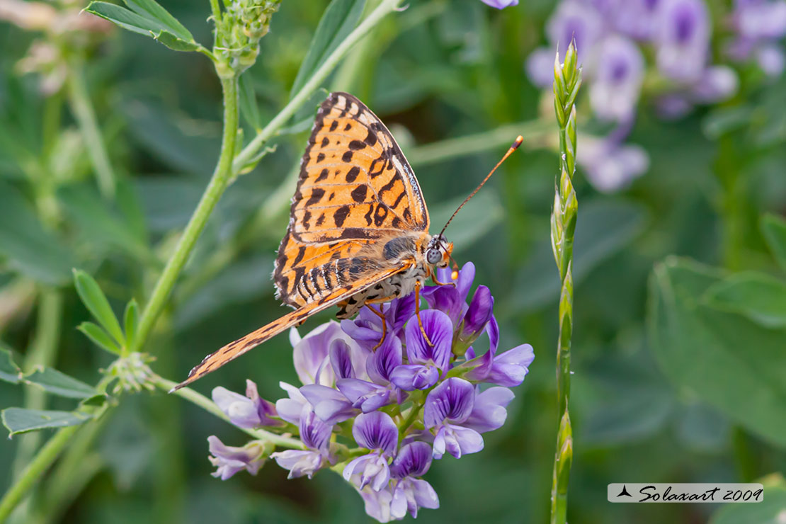 Melitaea xx  ?