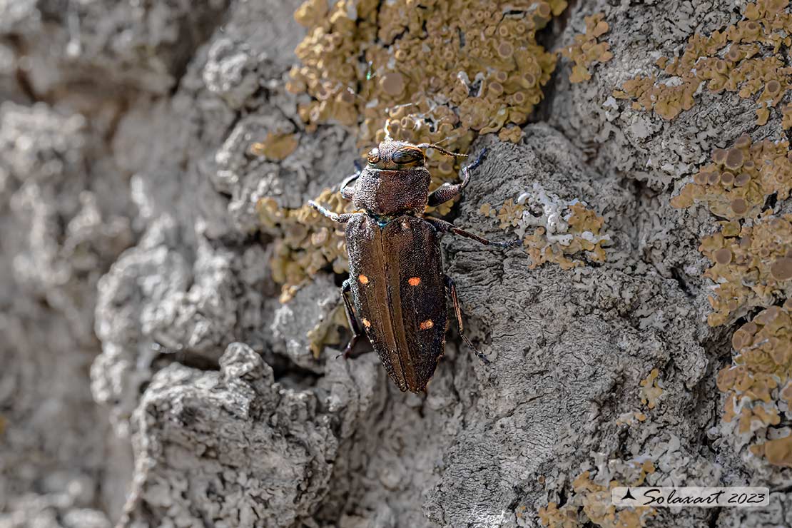 Chrysobothris affinis (???)