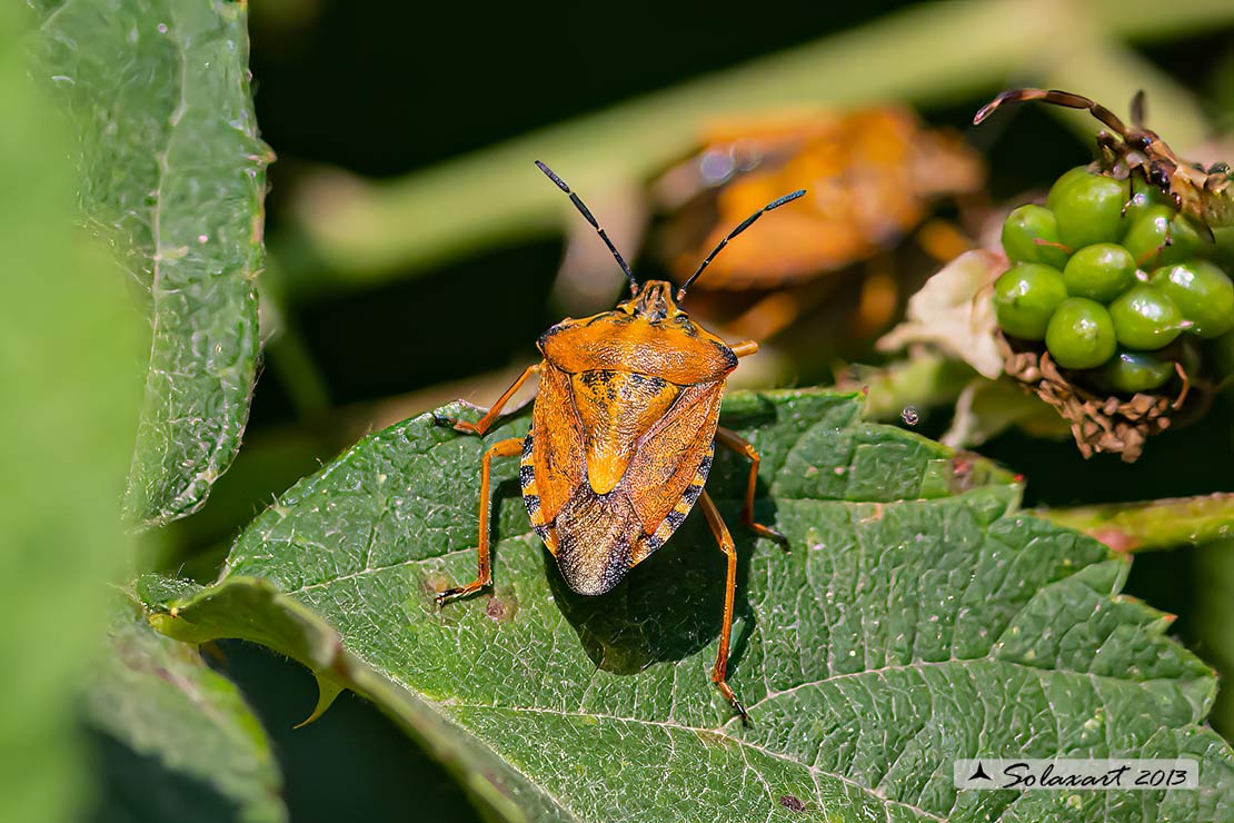Carpocoris mediterraneus  (???)