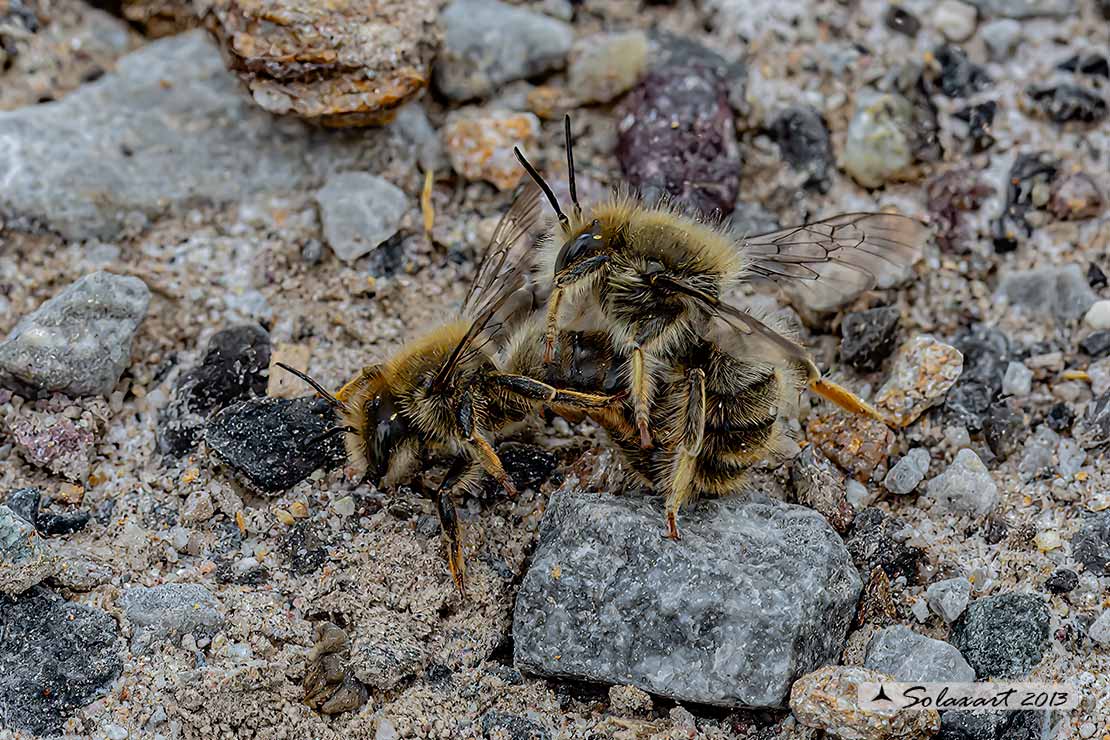 Osmia (???)