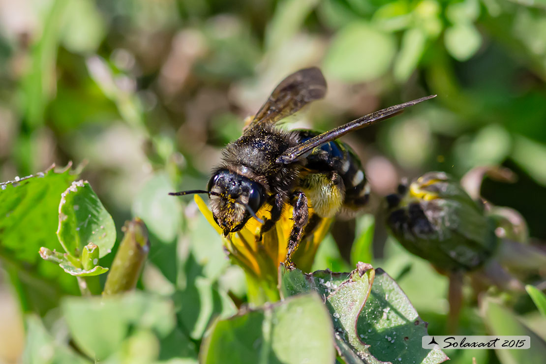 Megachile? No, Andrena albopunctata (cf.), Andrenidae