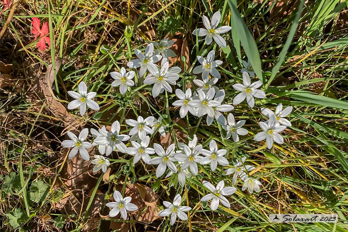 Ornithogalum divergens (???)