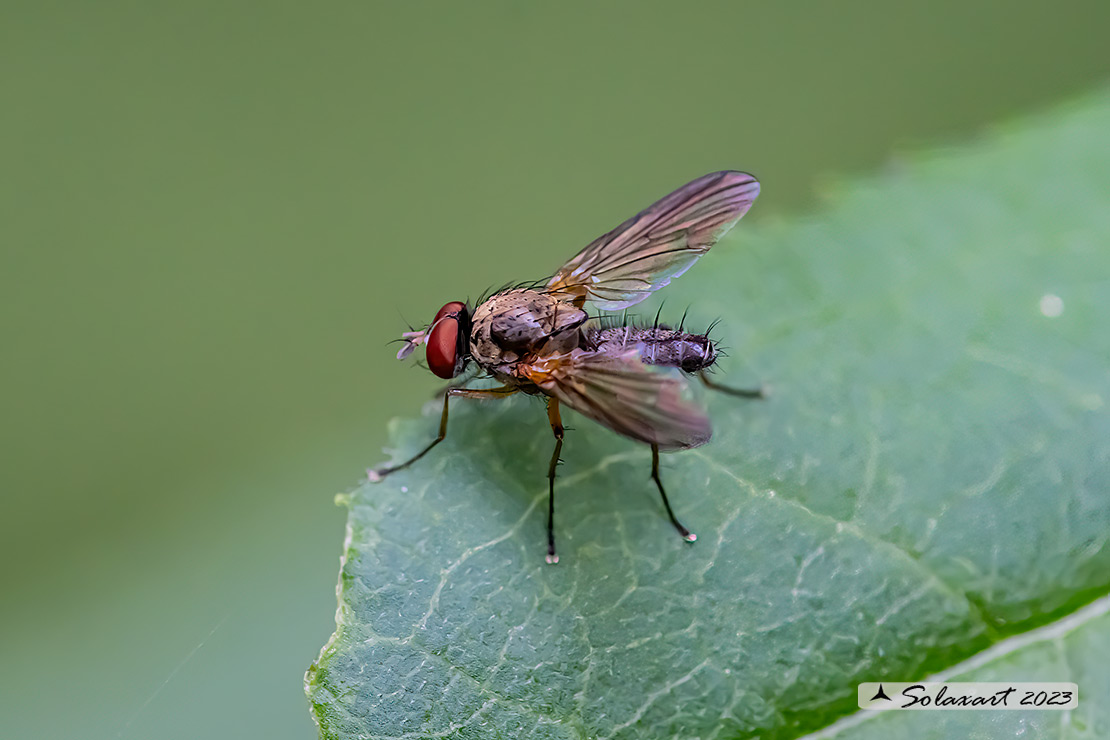 Pegomya caesia  (???)