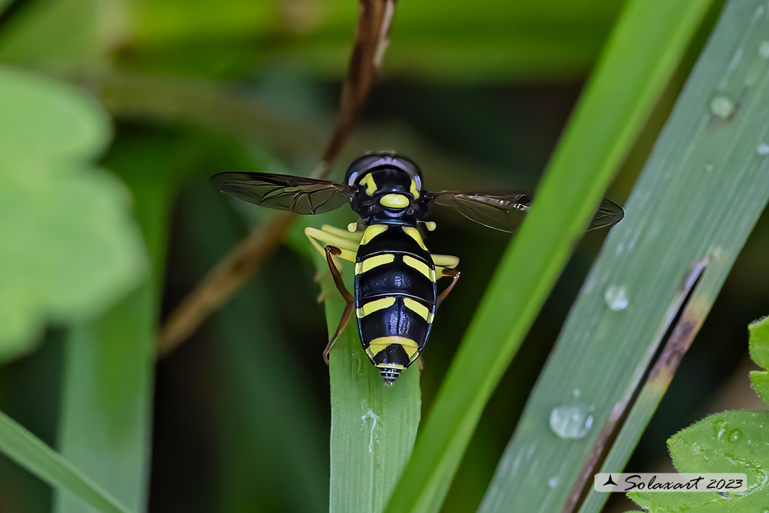 Xanthogramma dives  (forse ??)