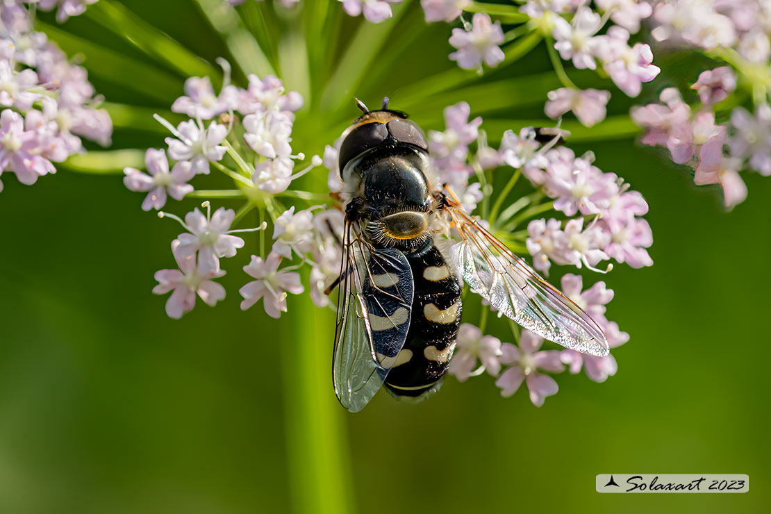 Scaeva selenitica  (???)