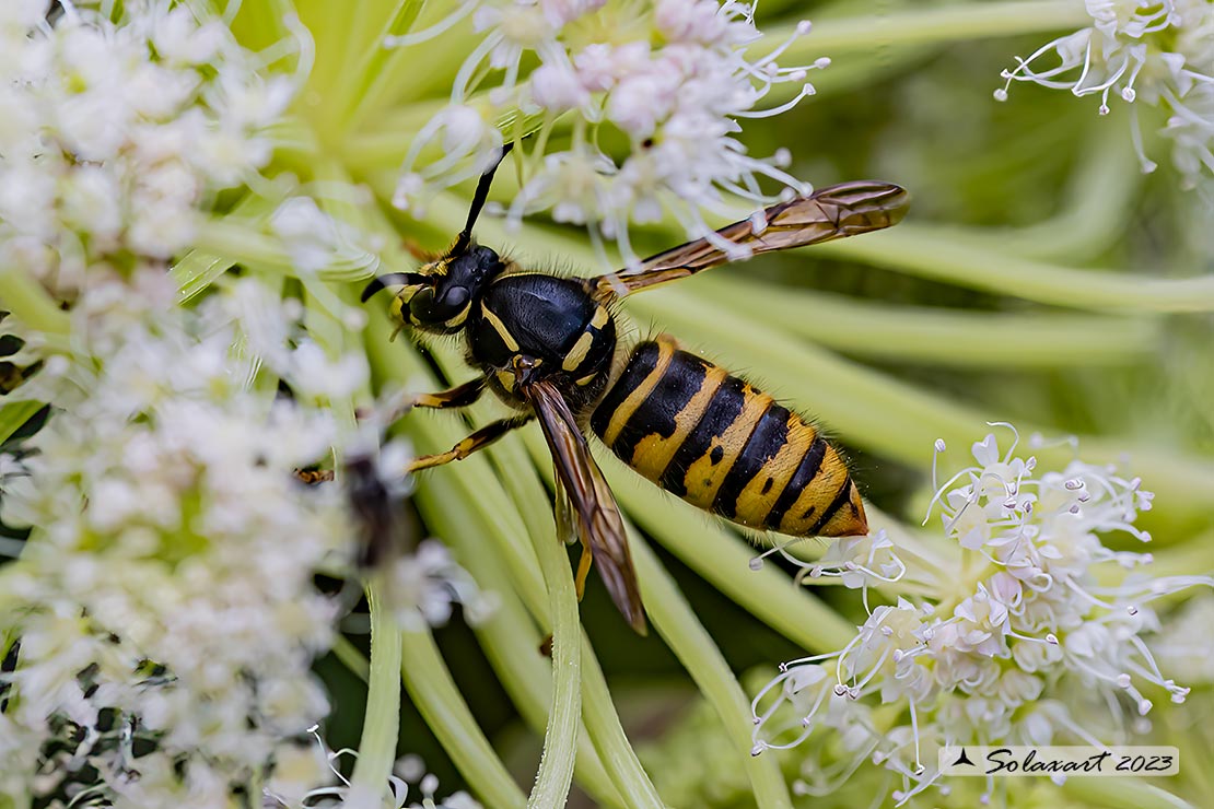 Dolichovespula sylvestris  (???)