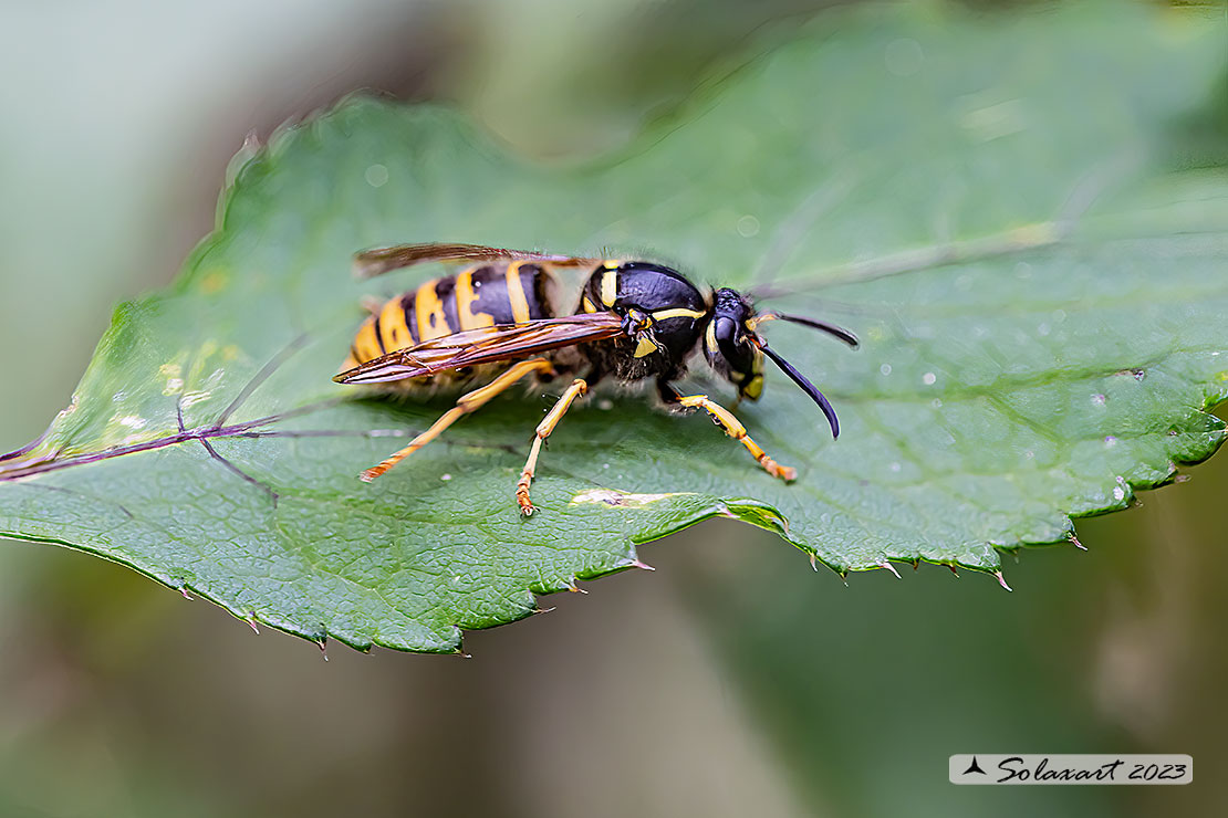 Dolichovespula sylvestris  (???)